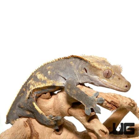 Adult Pinstripe Harlequin Crested Geckos For Sale - Underground Reptiles