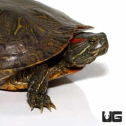 Adult Red Ear Slider Turtles for sale - Underground Reptiles