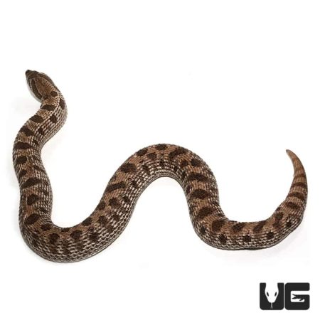 Adult Female Axanthic Western Hognose Snake Het Albino For Sale - Underground Reptiles