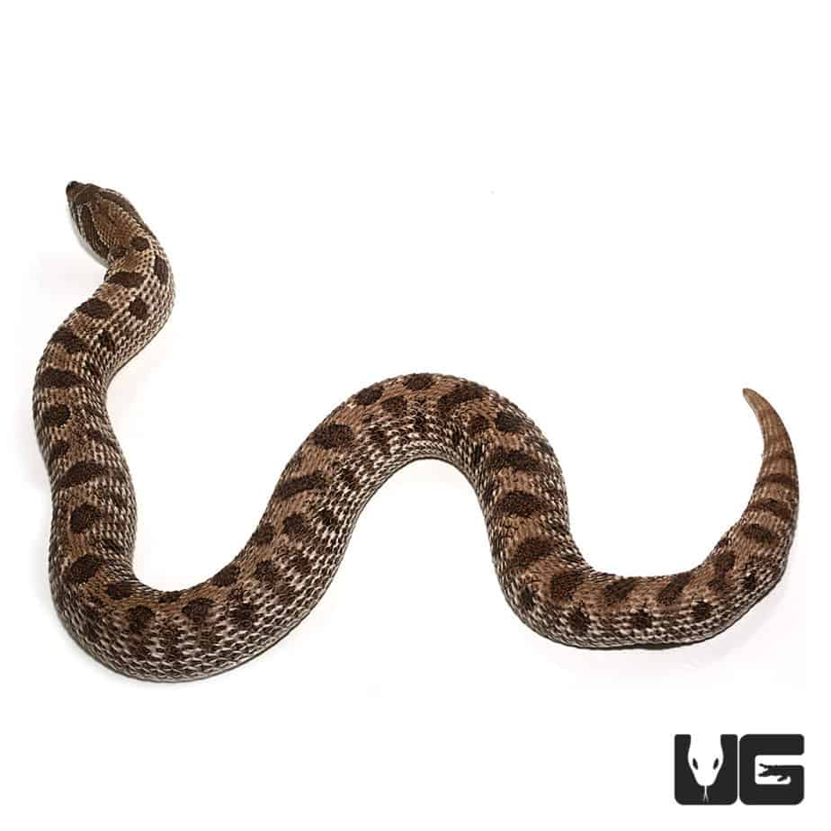 Baby Anaconda Het Albino Western Hognose Snakes For Sale Underground