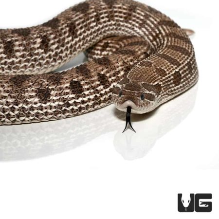 Adult Female Axanthic Western Hognose Snake Het Albino For Sale - Underground Reptiles