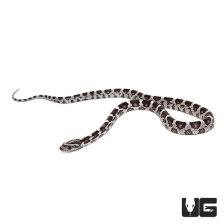 C.B. Baby Anery Cornsnake - Underground Reptiles