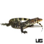 Baby Asian Water Monitors For Sale - Underground Reptiles