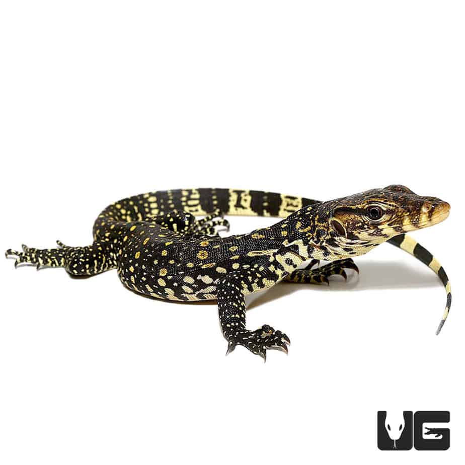 Baby Asian Water Monitors For Sale - Underground Reptiles
