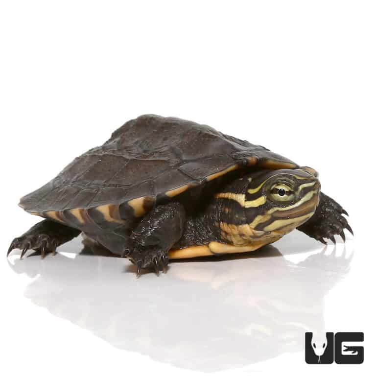 Baby Asian Yellow Pond Turtle - Underground Reptiles