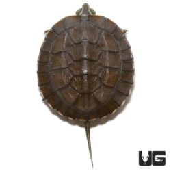 Baby Asian Yellow Pond Turtle For Sale - Underground Reptiles