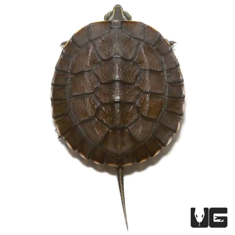 Baby Asian Yellow Pond Turtle - Underground Reptiles