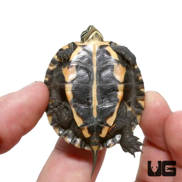 Baby Asian Yellow Pond Turtle - Underground Reptiles