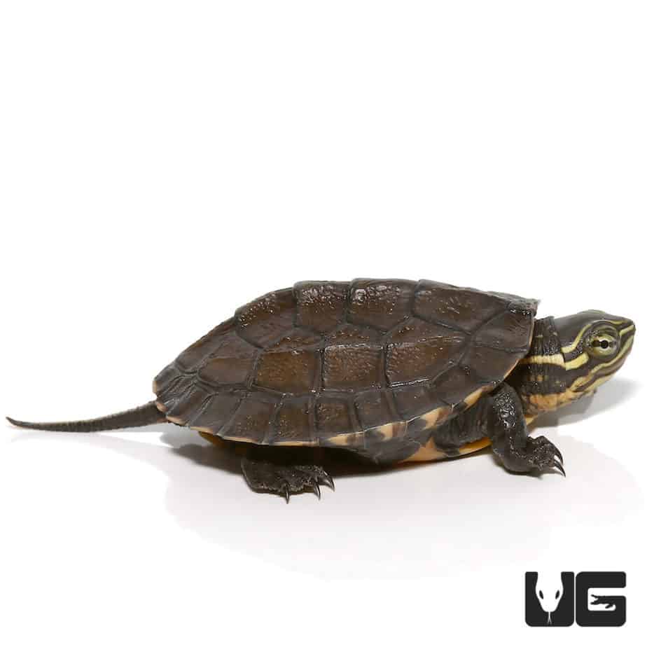 Baby Asian Yellow Pond Turtle - Underground Reptiles