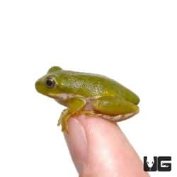 Baby Barking Tree Frogs For Sale - Underground Reptiles