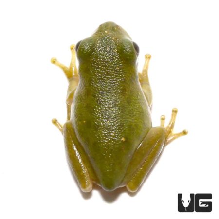 Baby Barking Tree Frogs For Sale - Underground Reptiles