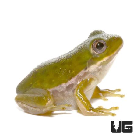 Baby Barking Tree Frogs For Sale - Underground Reptiles