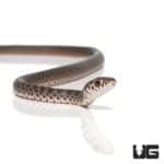 Baby Black Racer Snake For Sale - Underground Reptiles