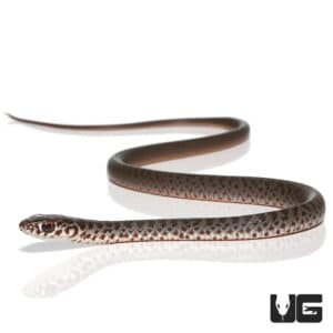 Baby Black Racer Snake For Sale - Underground Reptiles