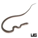 Baby Black Racer Snake For Sale - Underground Reptiles