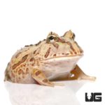 Baby Brazilian Horned Frog For Sale - Underground Reptiles
