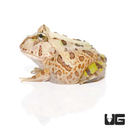 Baby Brazilian Horned Frog For Sale - Underground Reptiles