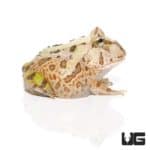 Baby Brazilian Horned Frog For Sale - Underground Reptiles