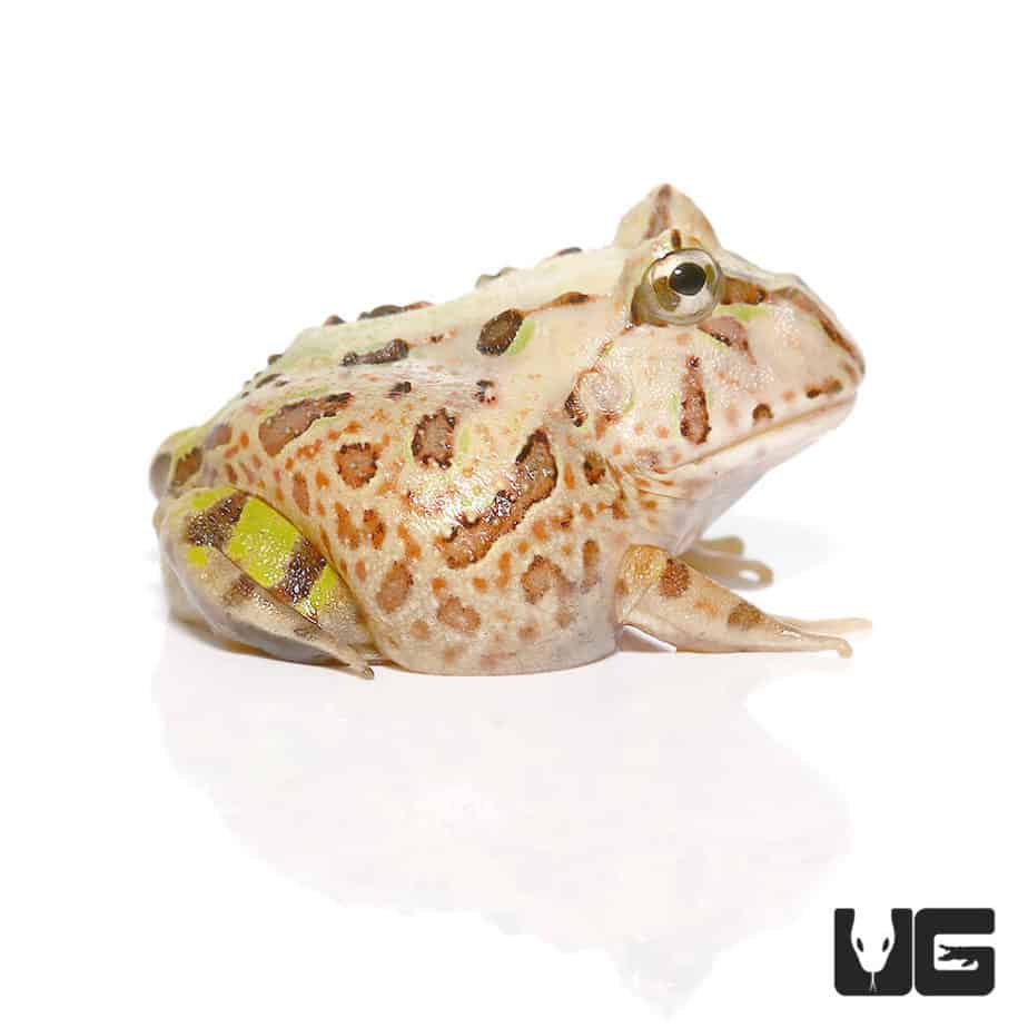 Baby Brazilian Horned Frog - Underground Reptiles