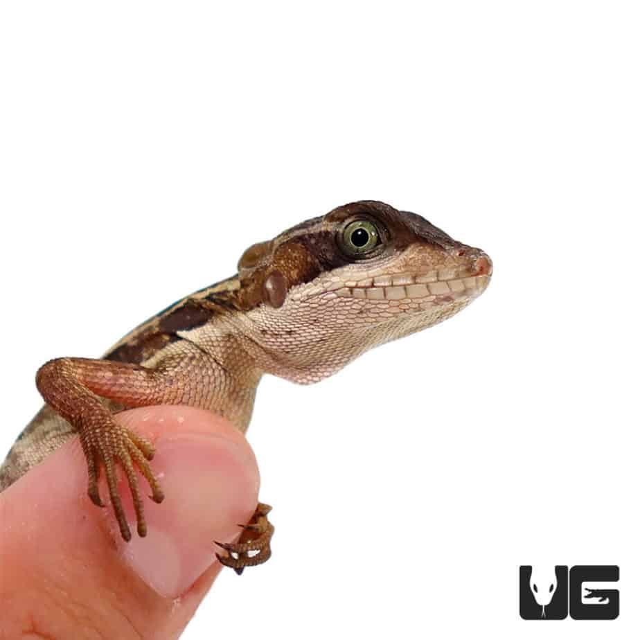 Other Lizards For Sale Underground Reptiles