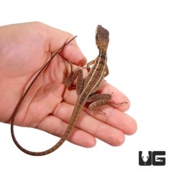 Baby Brown Basilisks For Sale - Underground Reptiles