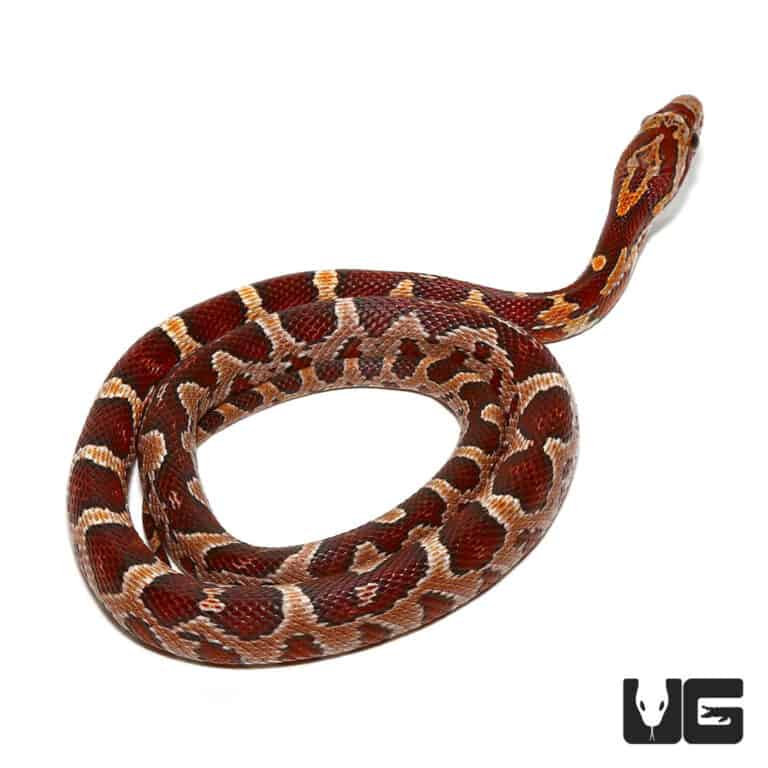 Baby Cornsnake Het Anery (Pantherophis guttatus het anery) For Sale ...