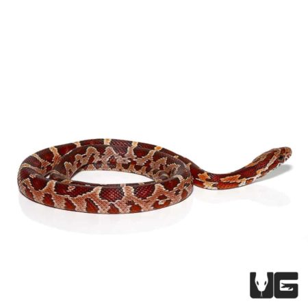Baby Cornsnake in vibrant red and brown pattern, ideal for reptile enthusiasts.
