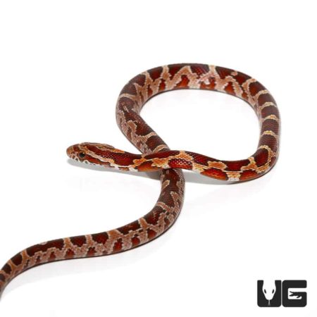 Baby Cornsnake Het Anery For Sale - Underground Reptiles