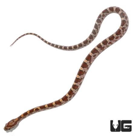 Baby Cornsnake Het Scaleless For Sale - Underground Reptiles