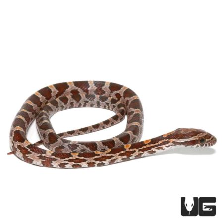 Baby Cornsnake Het Scaleless For Sale - Underground Reptiles