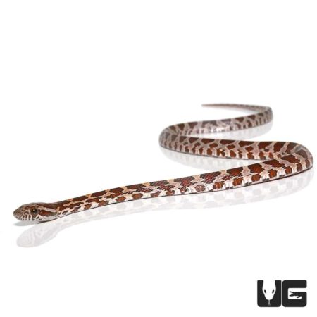 Baby Cornsnake Het Scaleless For Sale - Underground Reptiles