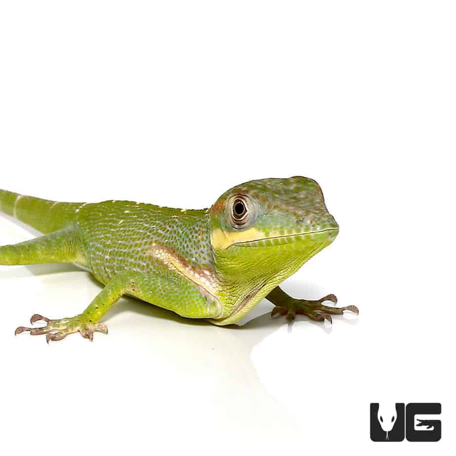 Baby Cuban Knight Anoles (Anolis equestris) For Sale Underground Reptiles