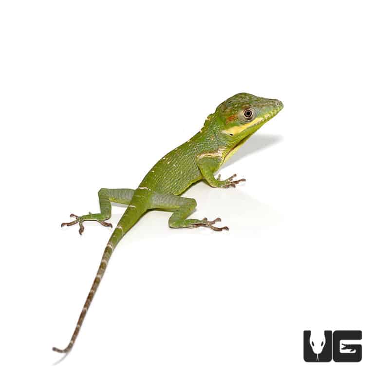 Lizards For Sale - Underground Reptiles