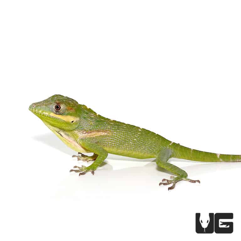 Baby Cuban Knight Anoles (Anolis equestris) For Sale - Underground Reptiles