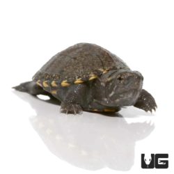 Baby Eastern Mud Turtles For Sale - Underground Reptiles