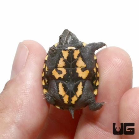 Turtles For Sale - Underground Reptiles