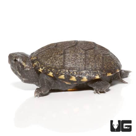 Baby Eastern Mud Turtles For Sale - Underground Reptiles