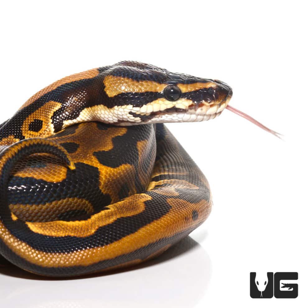 Female Leopard Ball Pythons For Sale - Underground Reptiles