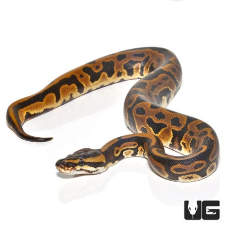 Baby Female Leopard Ball Python (Python regius) For Sale - Underground Reptiles
