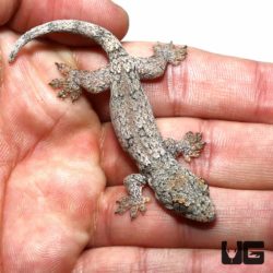 Baby Halmahera Geckos For Sale - Underground Reptiles