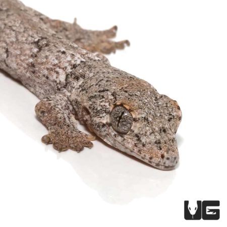 Baby Halmahera Geckos For Sale - Underground Reptiles