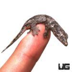 Baby Halmahera Geckos For Sale - Underground Reptiles