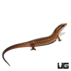 Baby Giant Hatian Galliwasp For Sale - Underground Reptiles