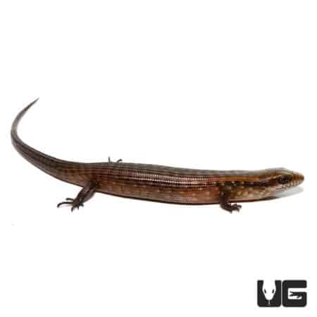 Baby Giant Hatian Galliwasp For Sale - Underground Reptiles
