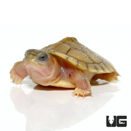 Turtles For Sale - Underground Reptiles