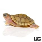 Baby Hybino Red Ear Slider Turtle For Sale - Underground Reptiles