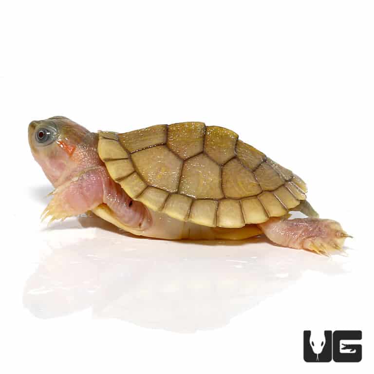 Baby Hybino Red Ear Slider Turtles (Trachemys scripta elegans) For Sale ...