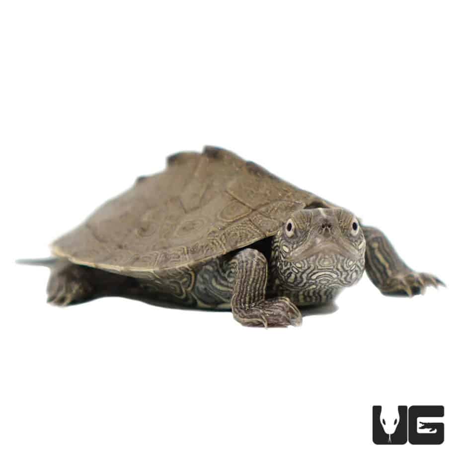 Turtles For Sale - Underground Reptiles