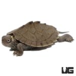 Baby Mississippi Map Turtles For Sale - Underground Reptiles