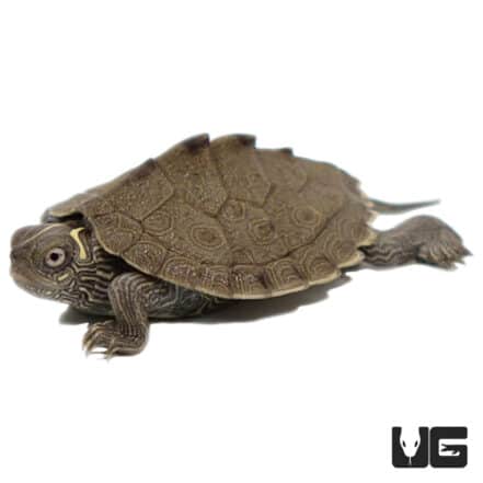 Baby Mississippi Map Turtles (Graptemys pseudogeographica kohni) For ...